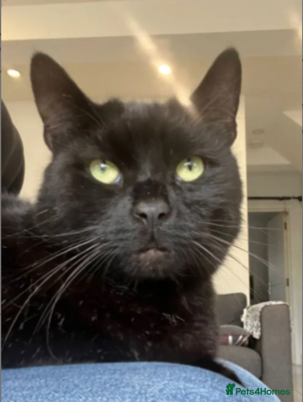 Mixed Breed cats Beautiful Bibi looking for a home in Hook - Advert 2