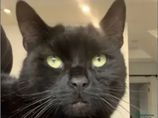 Mixed Breed cats Beautiful Bibi looking for a home in Hook - Advert 2