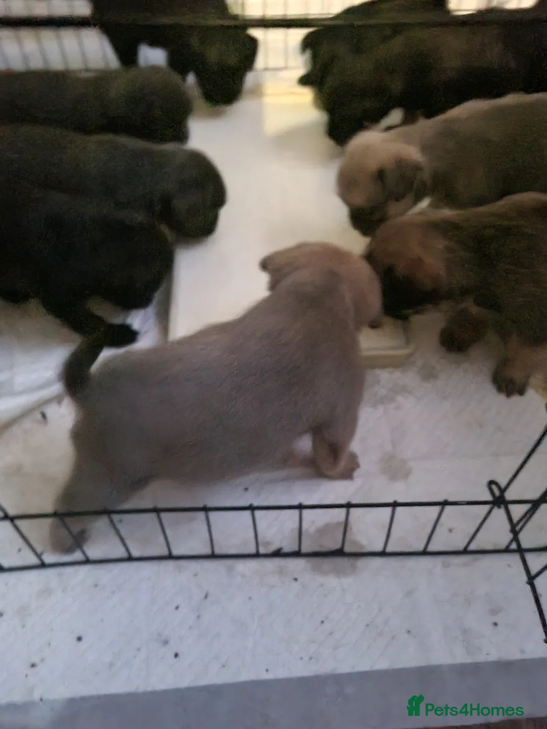 Mixed Breed dogs for sale: French bulldog x shihtzu puppies - Advert 4