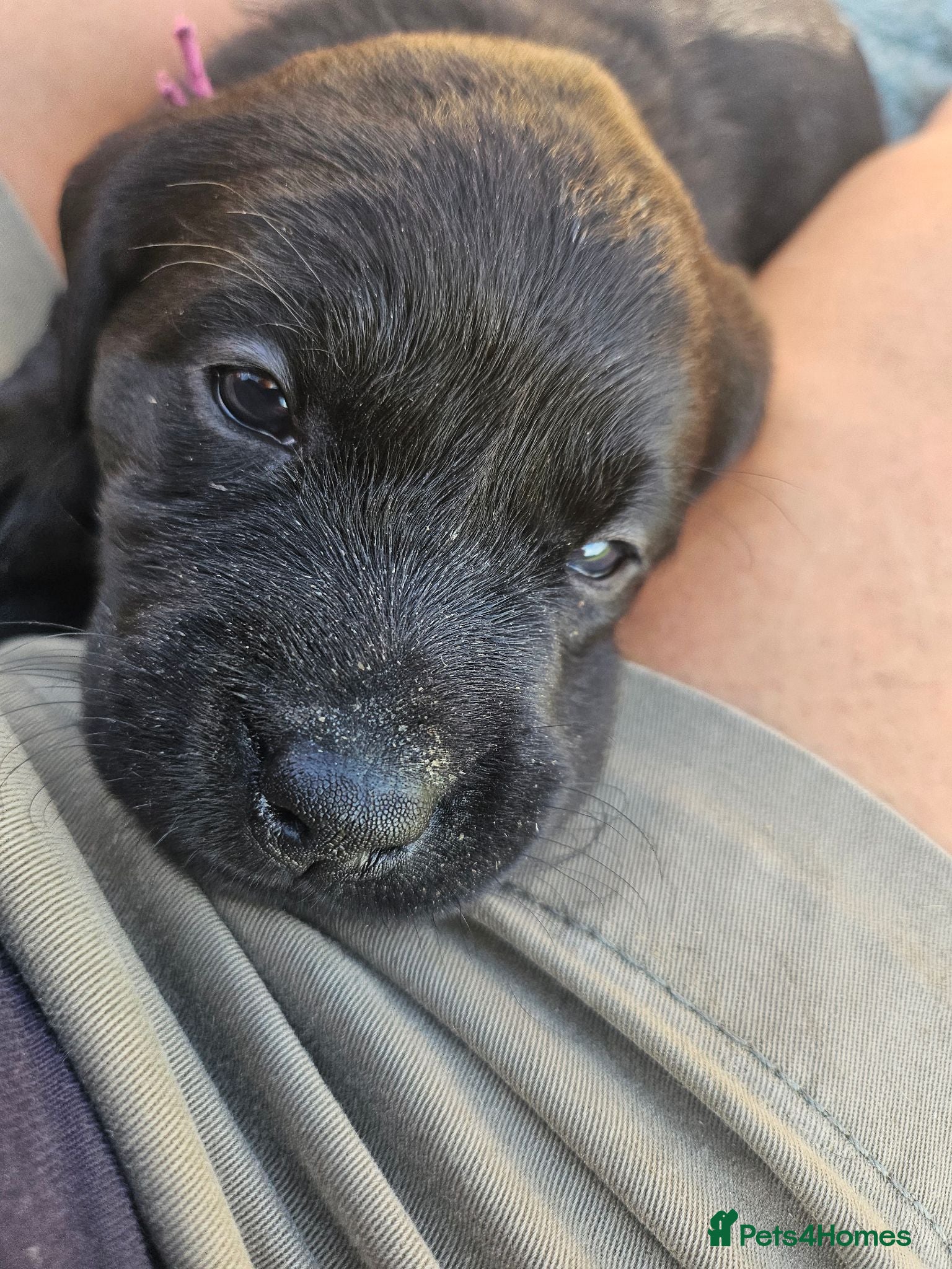 Labrador Retriever dogs 2 black labrador puppies available - KC Registered - Advert 2