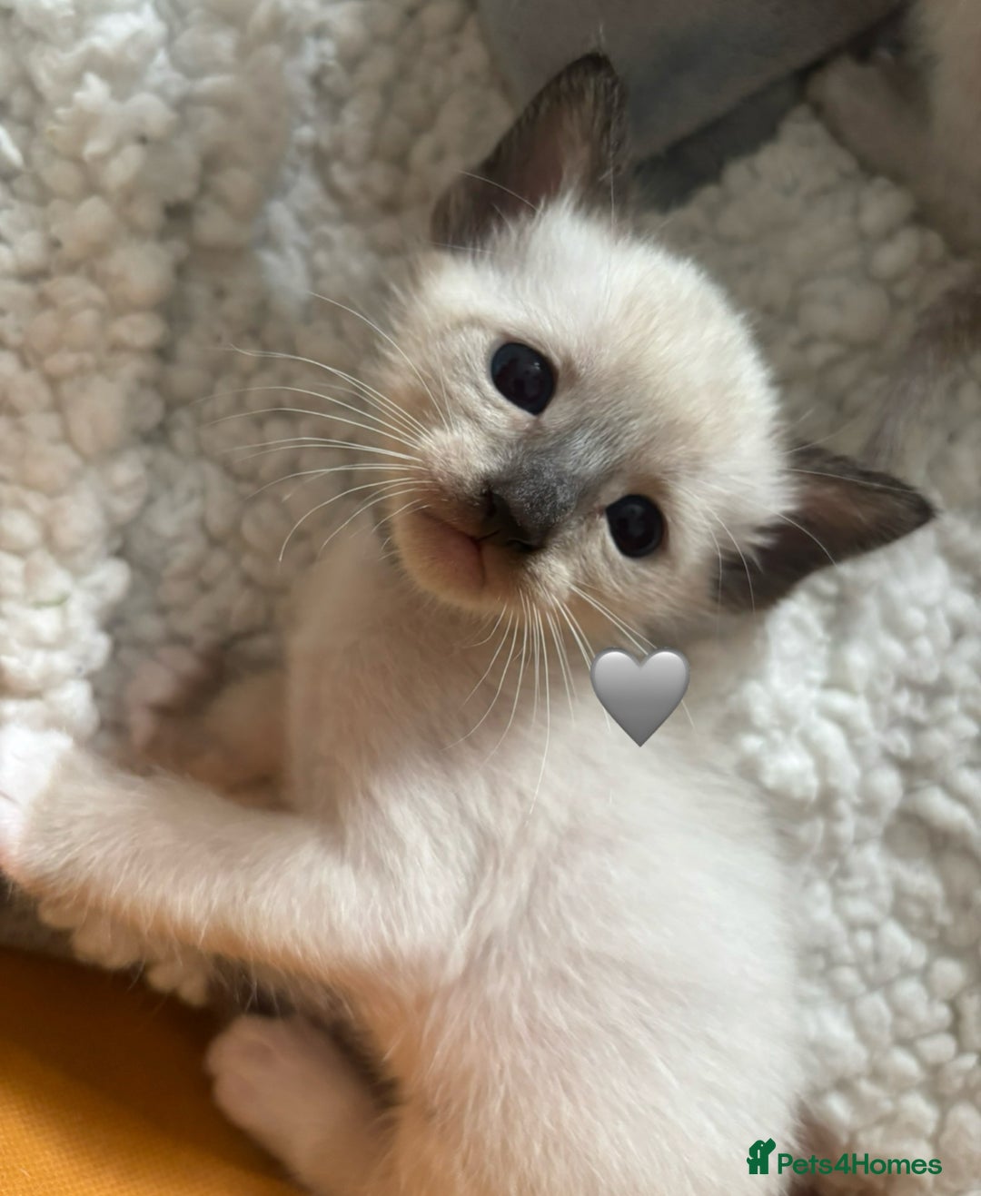 Ragdoll cats for sale: Ragdoll x Oriental kittens  - Image 10