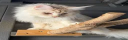 Maine Coon cats for sale: Maine coon girl 1year old  - Advert 11