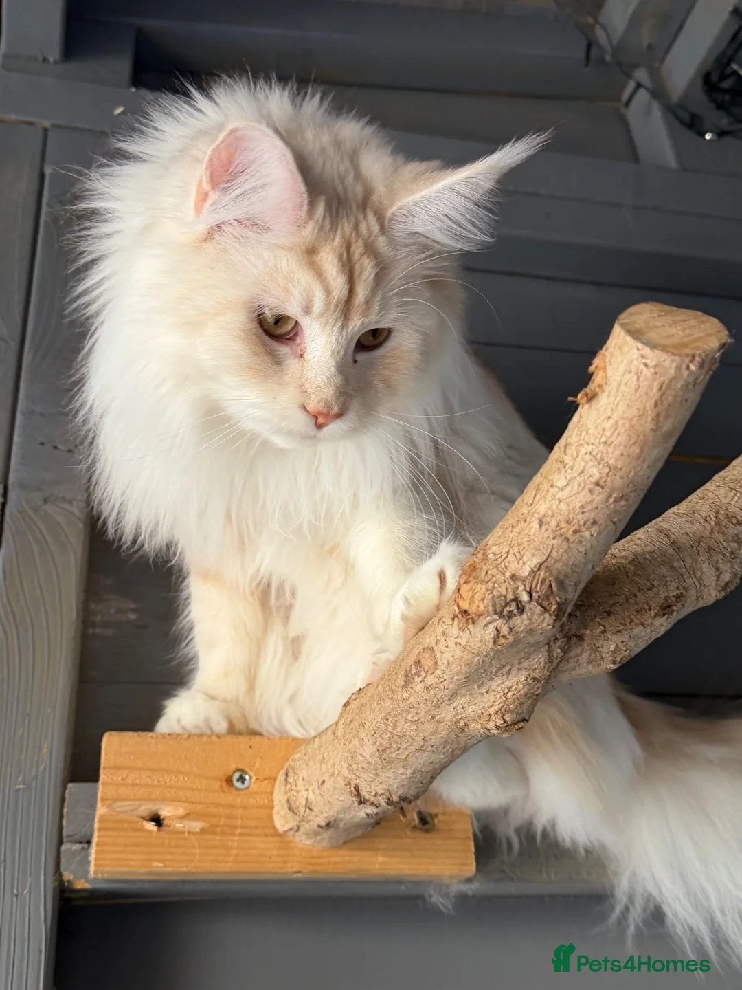 Maine Coon cats for sale: Maine coon girl 1year old  - Advert 11