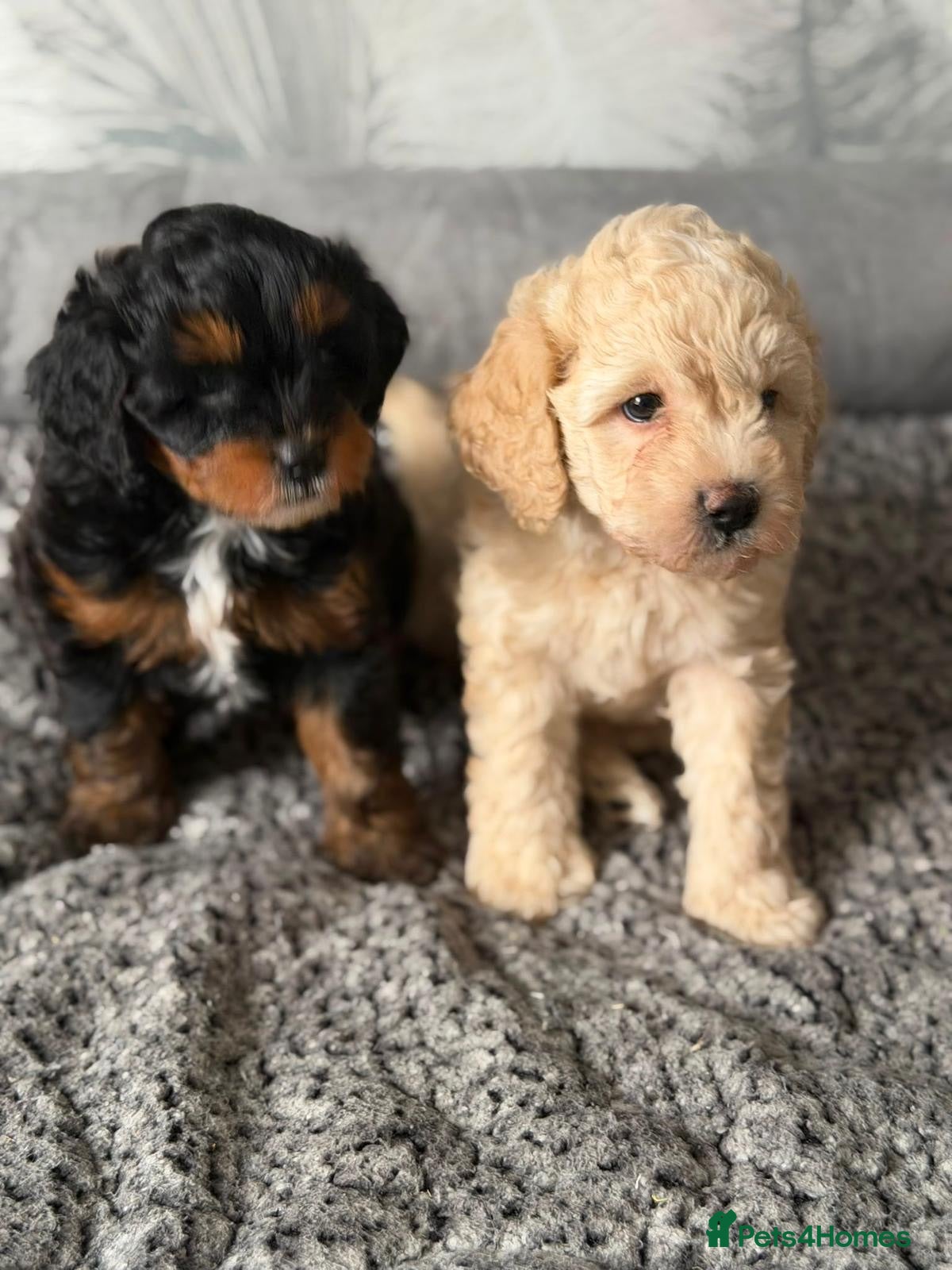 Cavapoochon dogs F1b Cavapoochon puppies - Advert 11