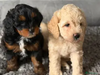 Cavapoochon dogs F1b Cavapoochon puppies - Advert 3