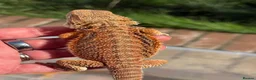Bearded Dragon reptiles for sale: Red bearded dragon babies - ready for collection! in London - Advert 4