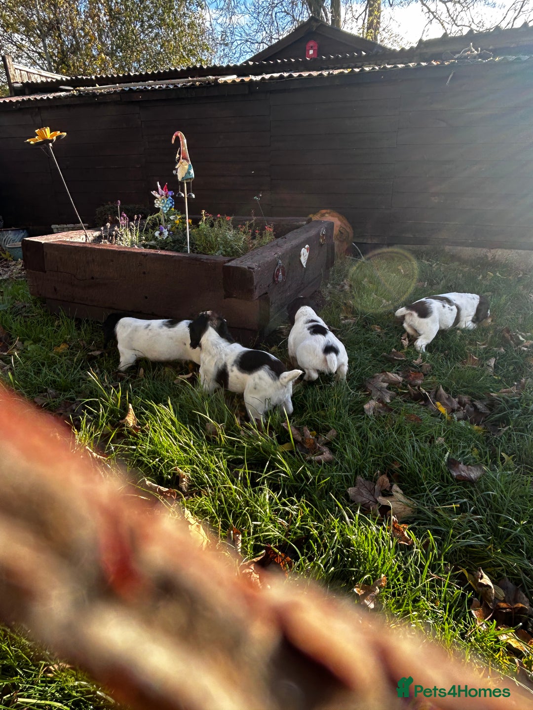 English Springer Spaniel dogs for sale: Working English springer spaniel puppies  - Image 3