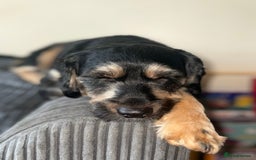 Jackapoo dogs for sale: Flynn  - Image 3