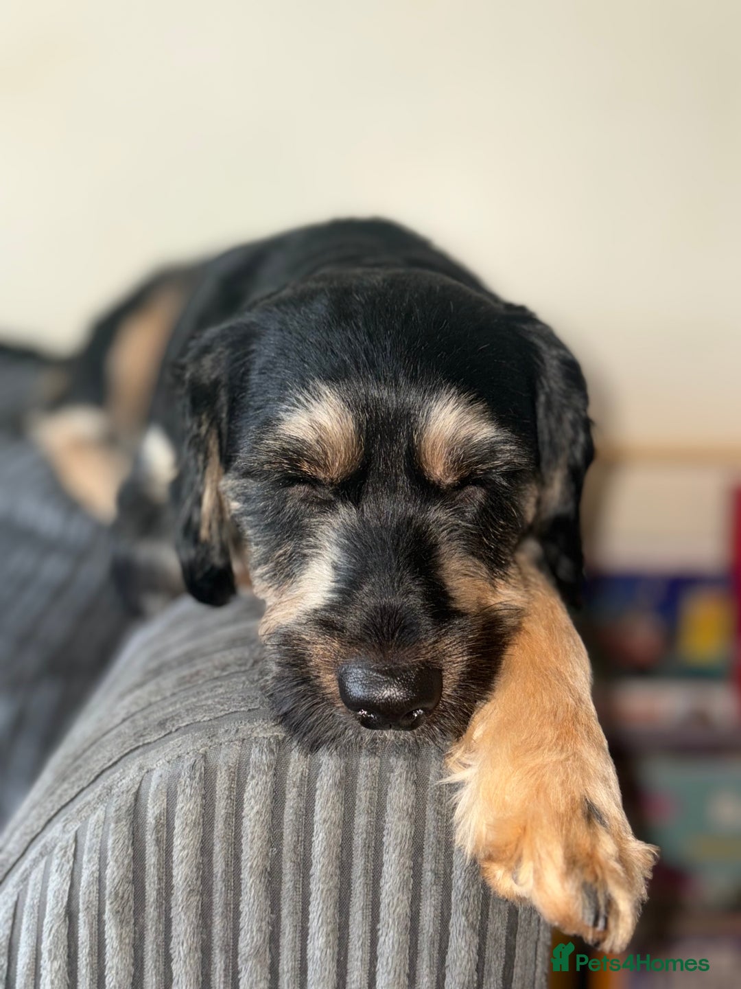 Jackapoo dogs for sale: Flynn  - Image 3