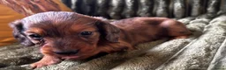 Dachshund dogs for sale: STANDARD KC REG LONGHAIRED DACHSHUNDS  - Advert 13