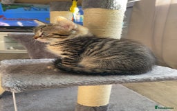 Mixed Breed cats for sale: Male & female kittens - Image 5