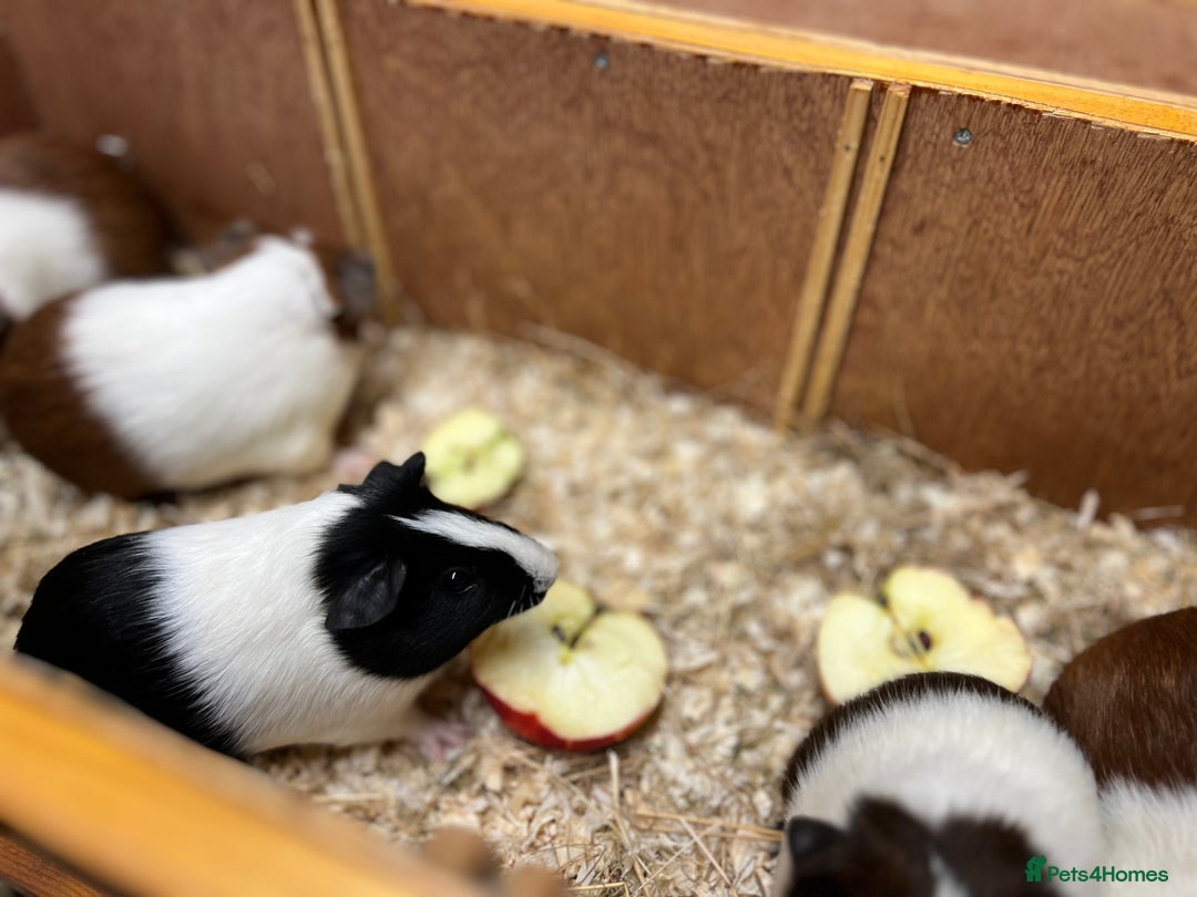 Guinea Pig rodents for sale: Bonded boars/boys - Image 21