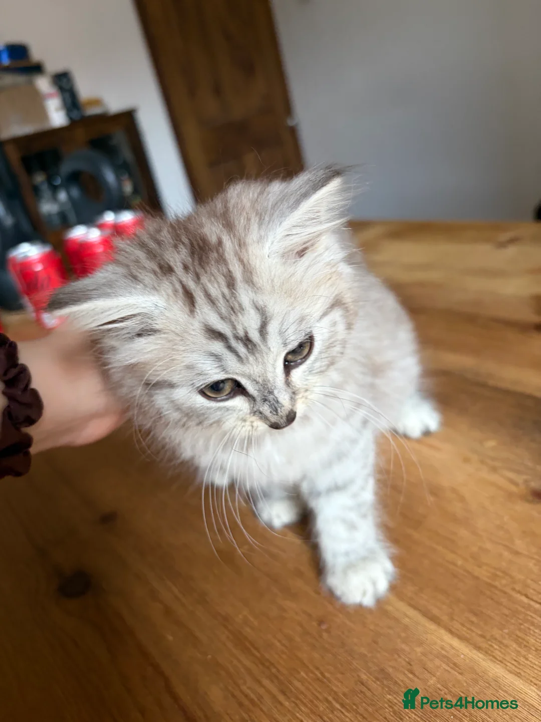 Siberian cats for sale: Siberian female kitten:) - Advert 2
