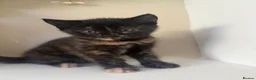 Mixed Breed cats for sale: 4 beautiful kittens in Stafford - Advert 17