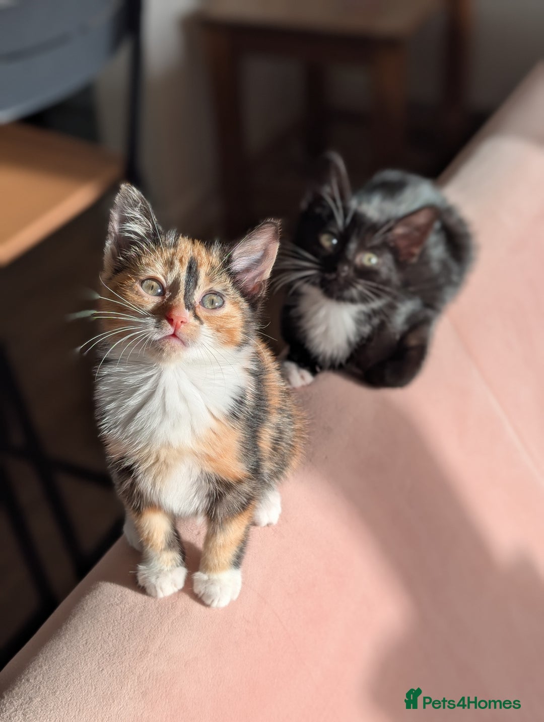 Mixed Breed cats for sale: Calico and Black& white kittens 1x female 1x male  - Advert 2