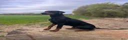 Dobermann dogs for sale: KC  reg Dobermann puppies  - Advert 13