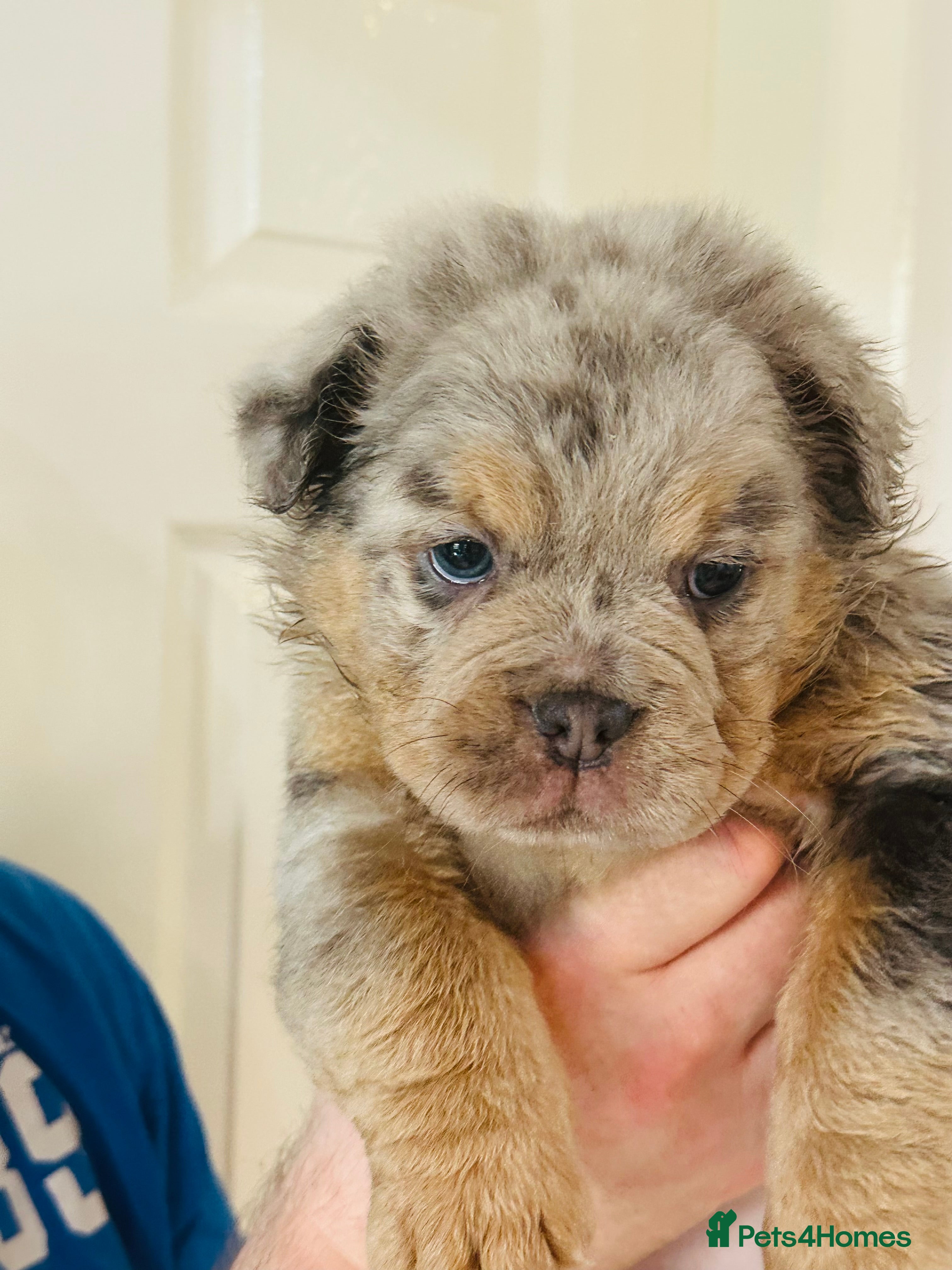 Old Tyme Bulldog dogs 1 fluffy girl Gorgeous olde bulldogs  - Advert 4