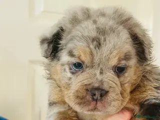 Old Tyme Bulldog dogs 1 fluffy girl Gorgeous olde bulldogs - Advert 4