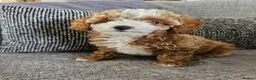 Cavapoo dogs for sale: 🧡 Cavapoo Boy! 🧡 in Kidderminster - Advert 2