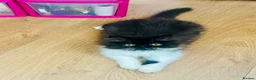 Persian cats for sale: Persian male GCCF ‘active’ registered - Advert 5
