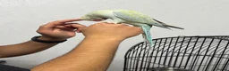 Ringnecks birds for sale: Indian Ringneck for sale in Bolton - Advert 6