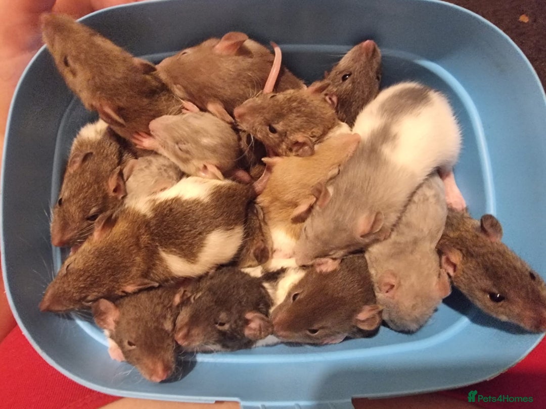 Rat rodents for sale: Baby rats looking for 5*homes only  - Advert 13