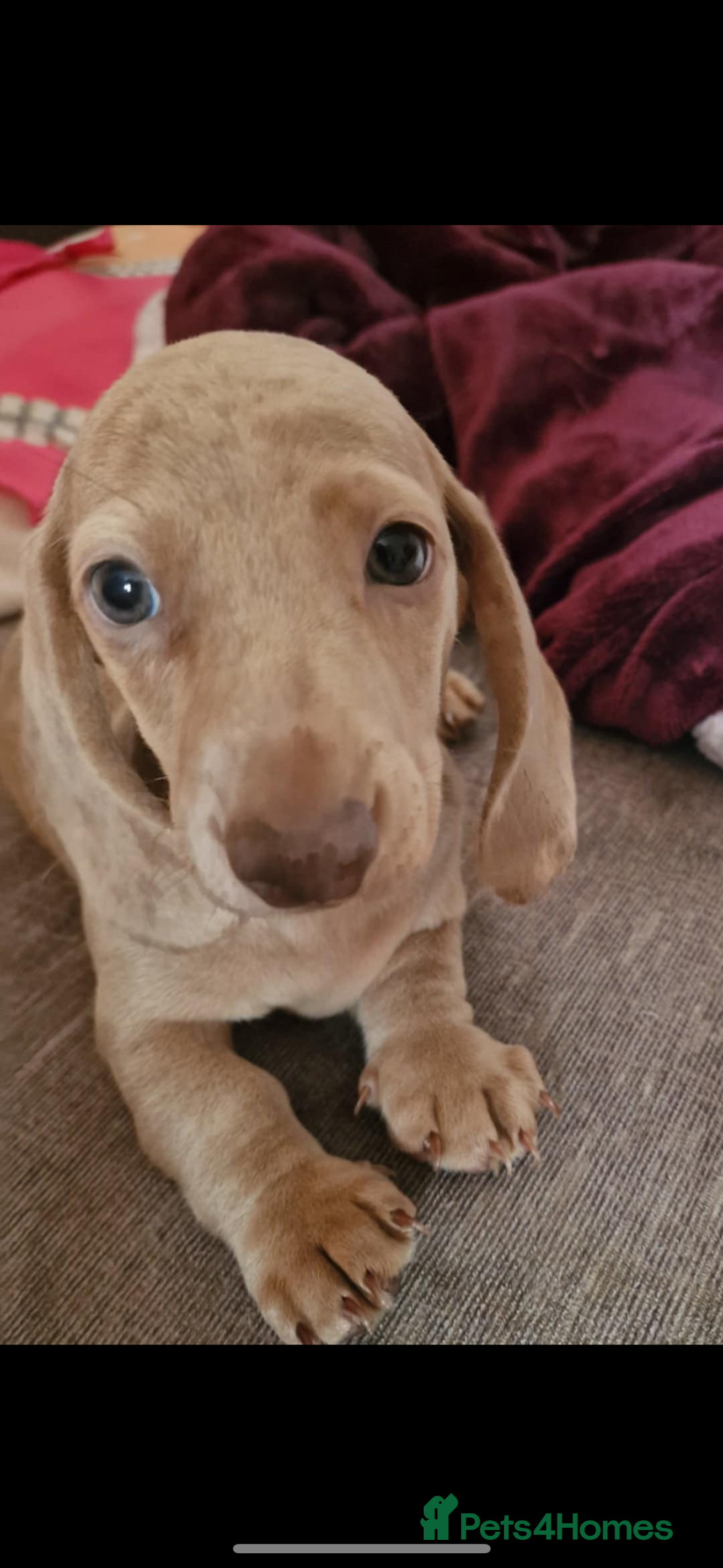 Miniature Dachshund dogs for sale: Maximus  - Image 2