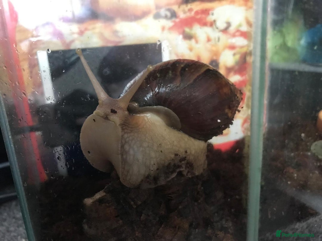 Snails invertebrates for sale: Giant African Land Snail Babies For Sale - Advert 6
