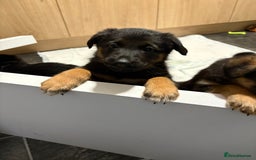 German Shepherd dogs for sale: 2 German Shepherd females puppies  - Image 4