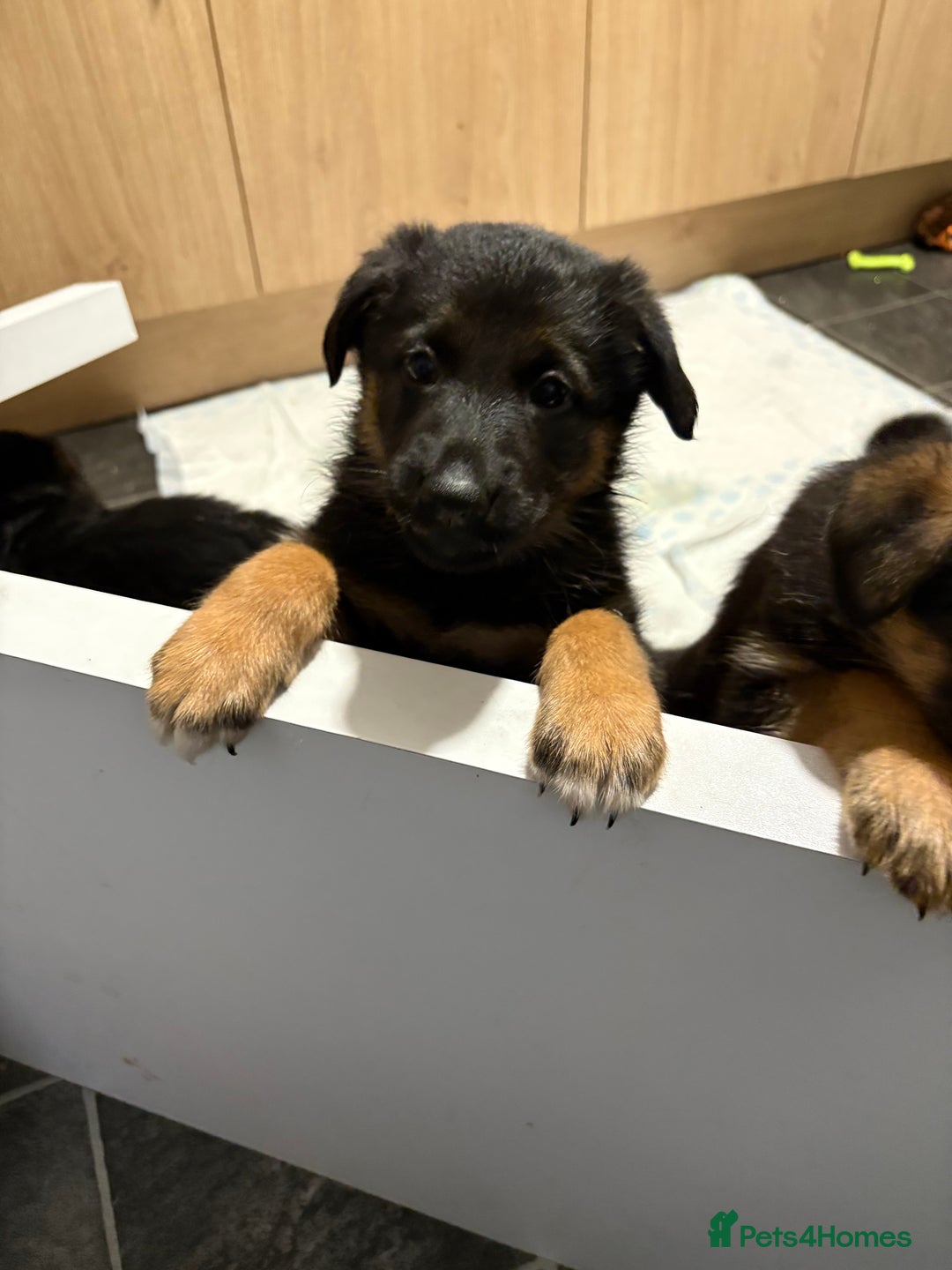 German Shepherd dogs for sale: 2 German Shepherd females puppies  - Image 4