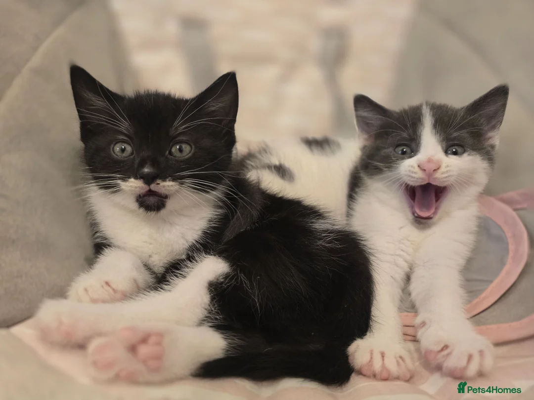 Mixed Breed cats for sale: 3 x female kittens in Hull - Advert 1