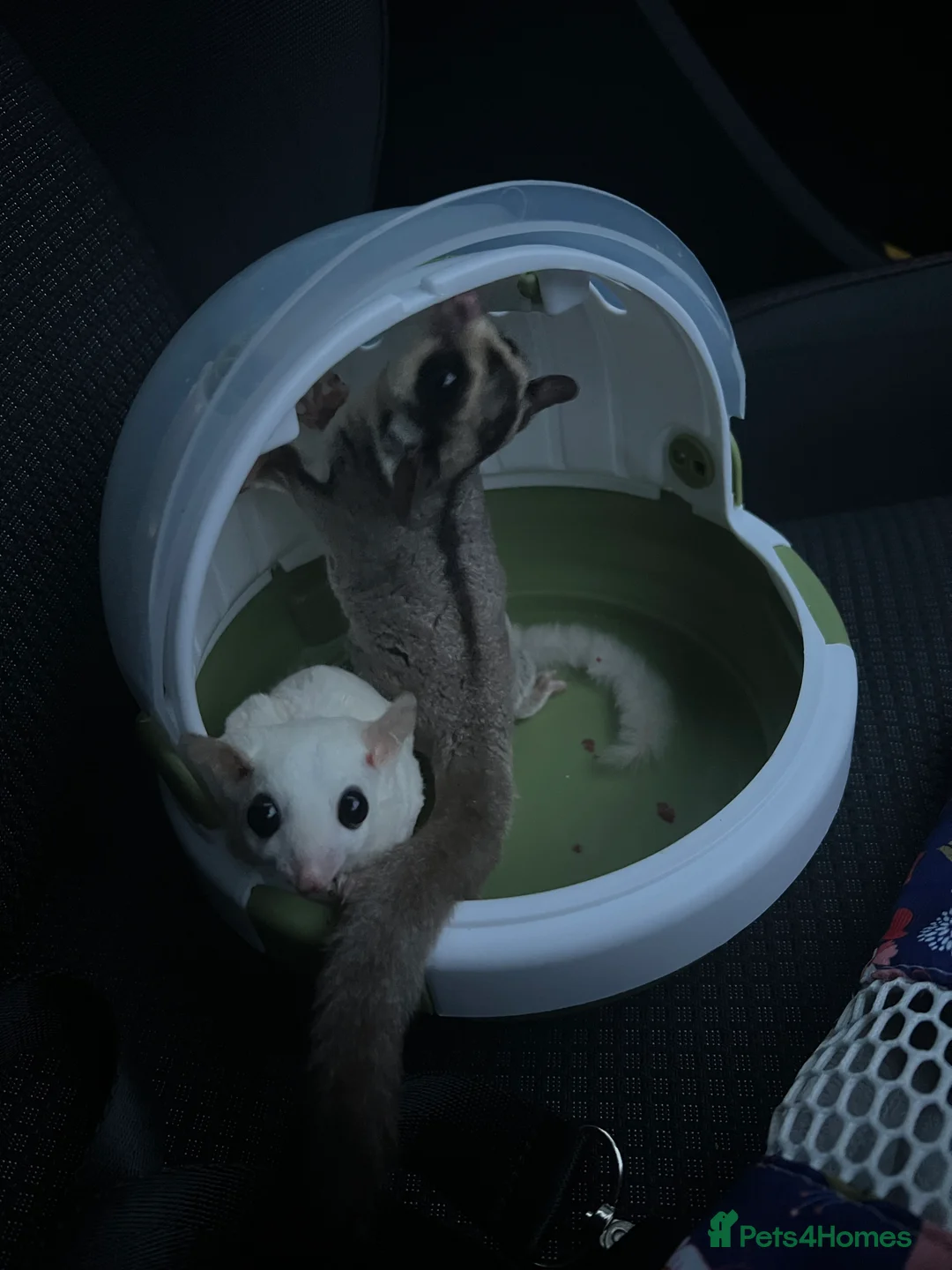 Sugar Glider rodents for sale: selling both sugar gliders  in West Drayton - Advert 9