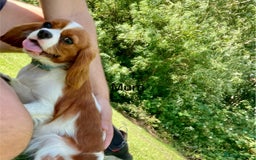 Cavalier King Charles Spaniel dogs for sale: 🐶 KC, RUBY RED cavalier King Charles !!!!  - Image 7