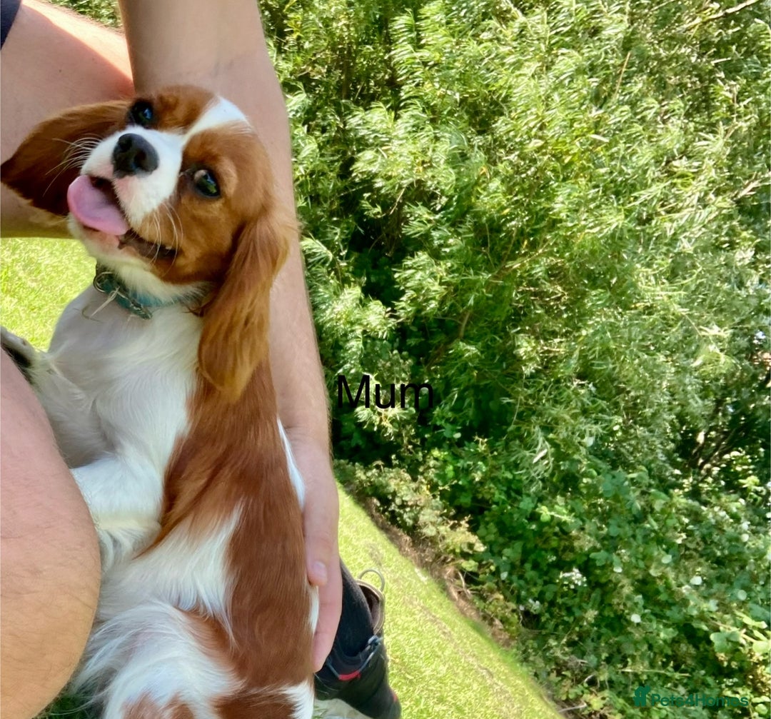 Cavalier King Charles Spaniel dogs for sale: 🐶 KC, RUBY RED cavalier King Charles !!!!  - Image 7