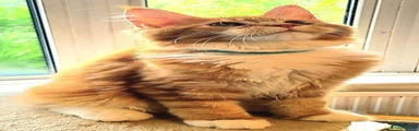 Maine Coon 8