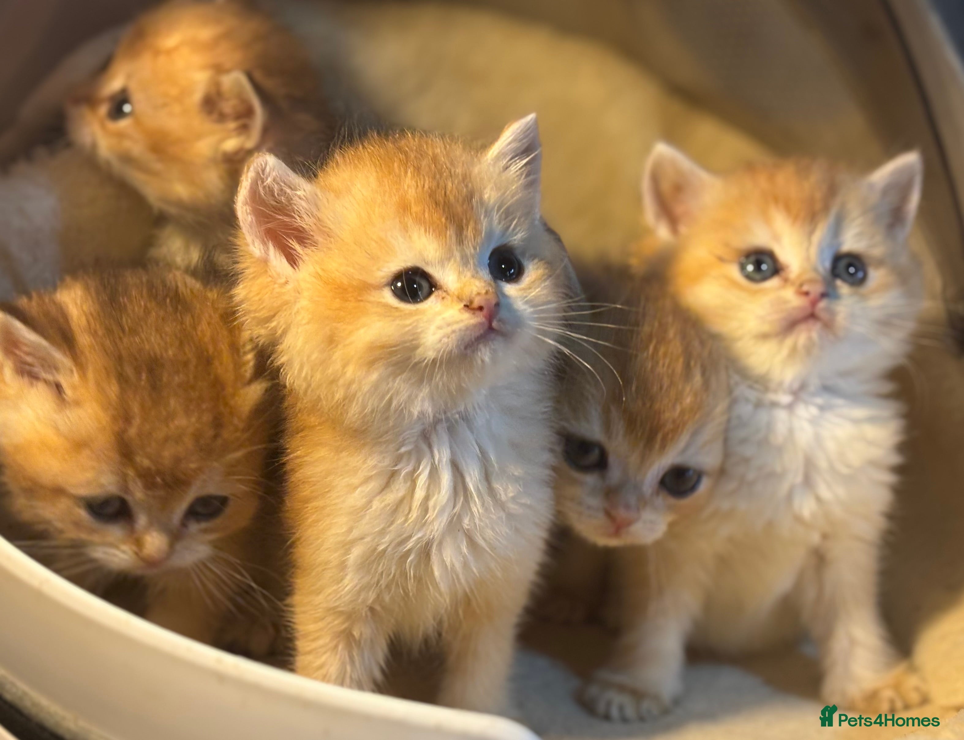 British Shorthair cats Full Pedigree Golden tipped British Shorthair - Advert 11