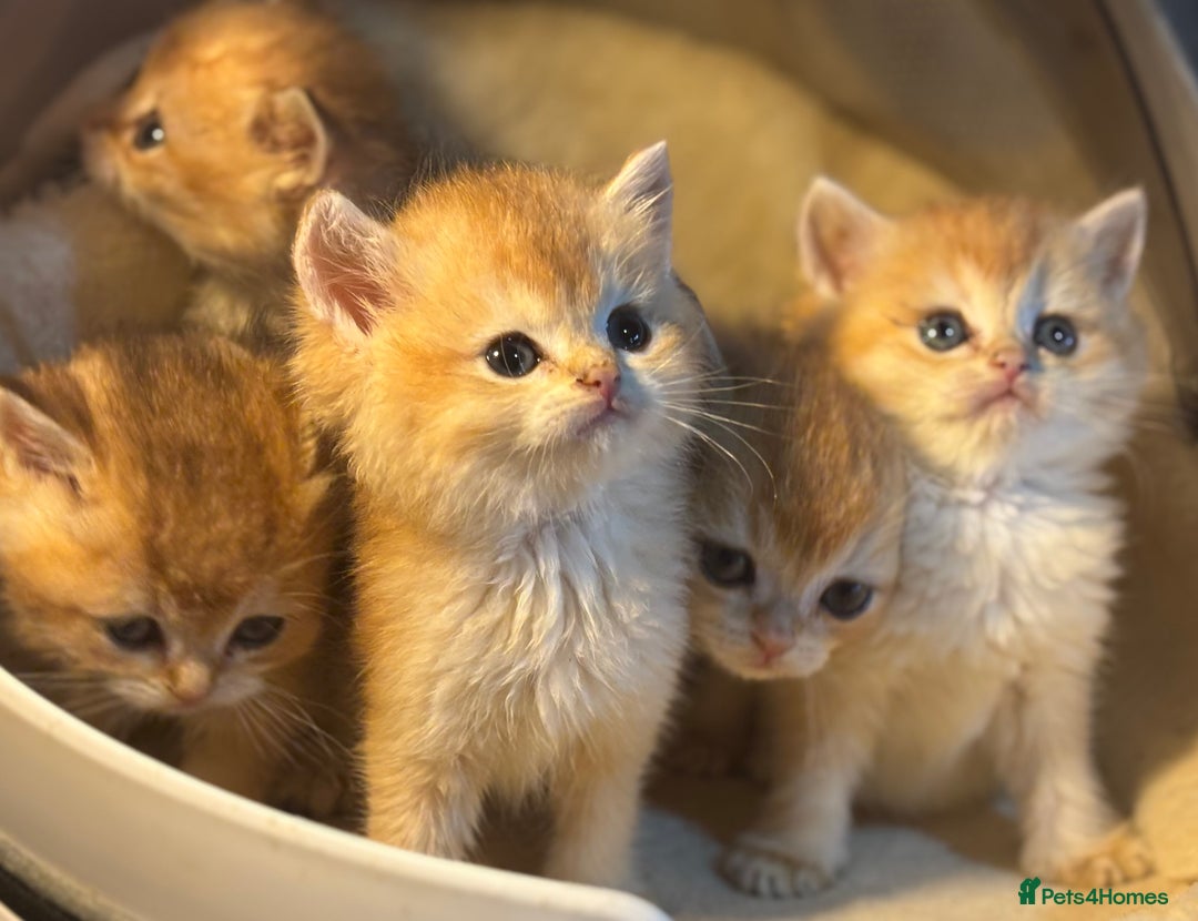 British Shorthair cats for sale: Full Pedigree Golden tipped British Shorthair - Advert 2