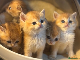 British Shorthair cats Full Pedigree Golden tipped British Shorthair - Advert 1