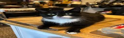 Mixed Breed cats for sale: Kittens for sale  - Advert 6