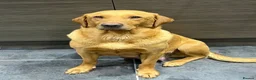 Labrador Retriever dogs for sale: KC registered Labrador puppies  - Advert 9