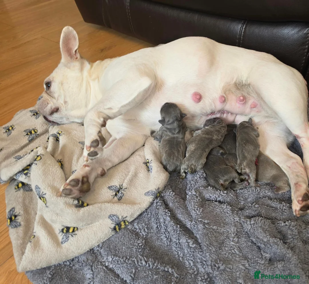 French Bulldog dogs for sale: France bulldog puppies  in York - Advert 1