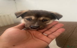 Huskita dogs for sale: akkita mix hussky - Image 9