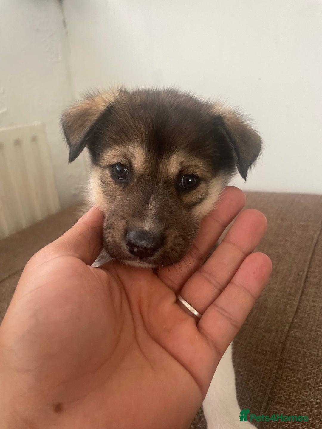 Huskita dogs for sale: akkita mix hussky - Image 9