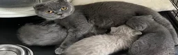 British Shorthair cats for sale: British Blues, 1 boy and 1 girl, Beautiful in London - Advert 4