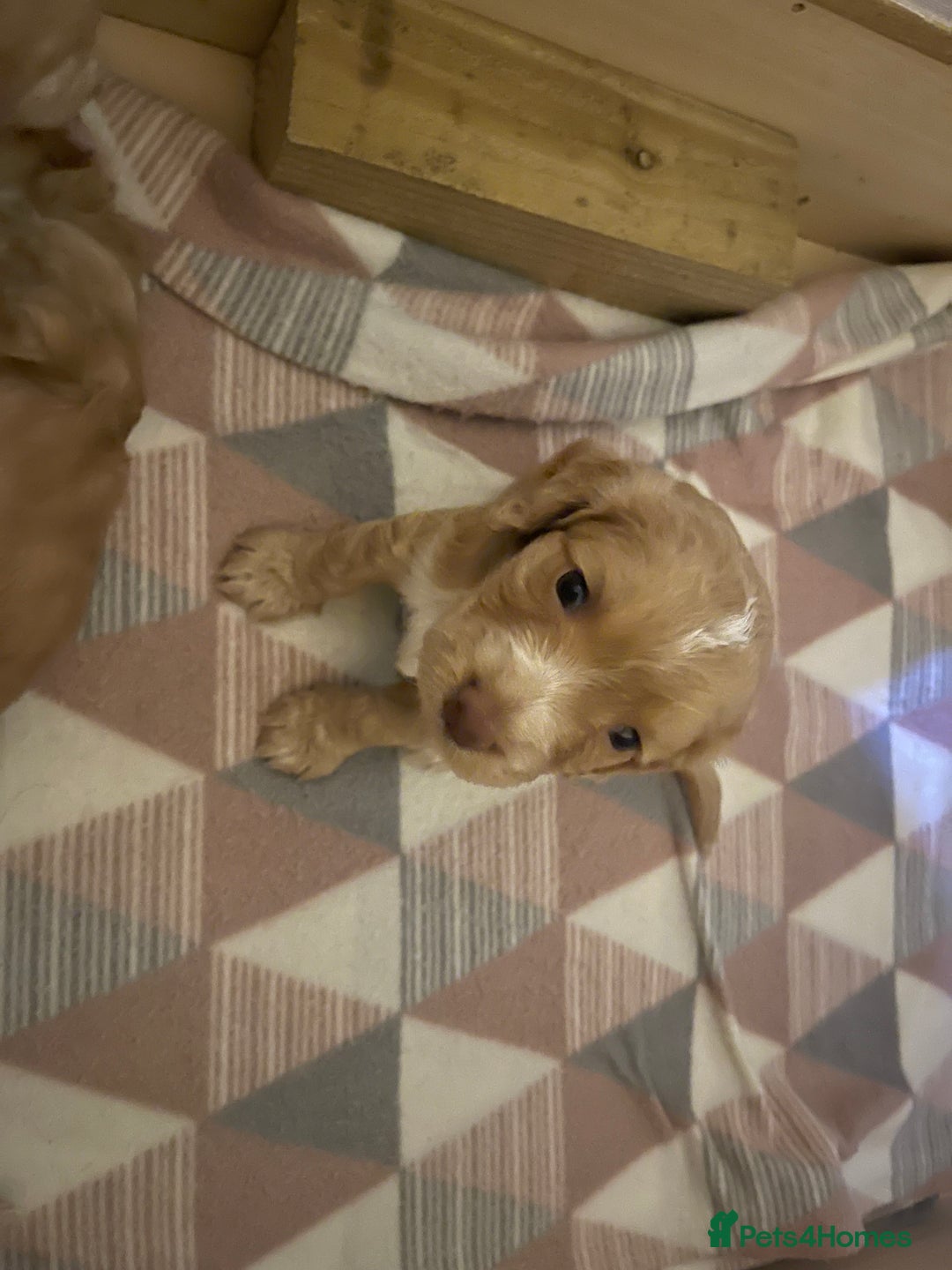 Cocker Spaniel dogs for sale: KC REGISTERED COCKER SPANIELS  - Image 3