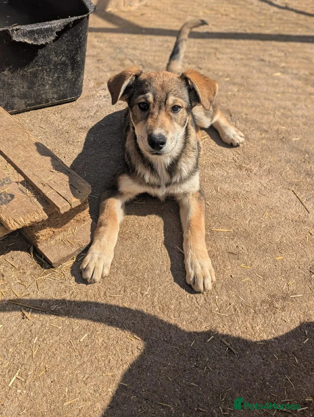 Mixed Breed dogs for adoption: Zima  in March - Advert 1