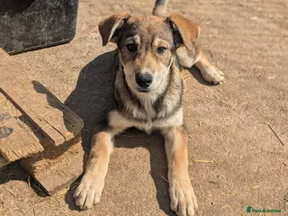 Mixed Breed dogs Zima - Advert 2