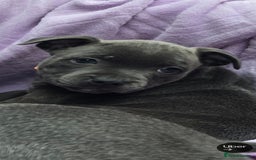 Staffordshire Bull Terrier dogs for sale: BEAUTYFULL BLUE STAFFY PUPPIES 💙 READY TO LEAVE - Image 6