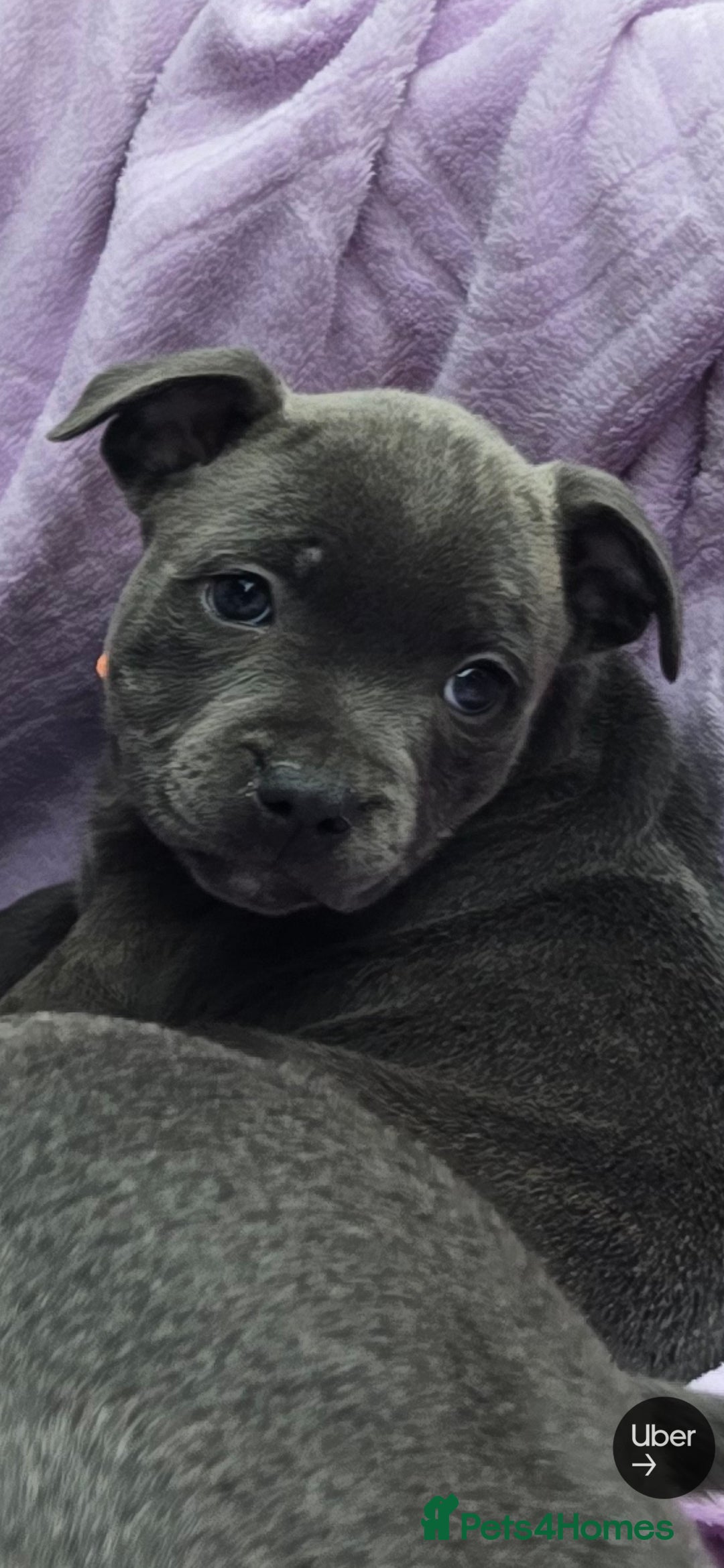 Staffordshire Bull Terrier dogs for sale: BEAUTYFULL BLUE STAFFY PUPPIES 💙 READY TO LEAVE - Image 6