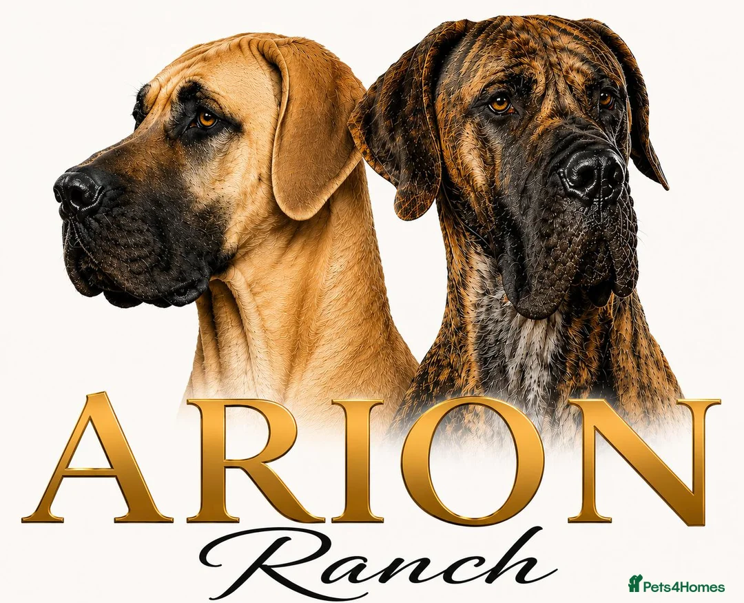 Great Dane dogs for sale: Only 1 girl left - Stunning Brindle Great Dane pup - Advert 2